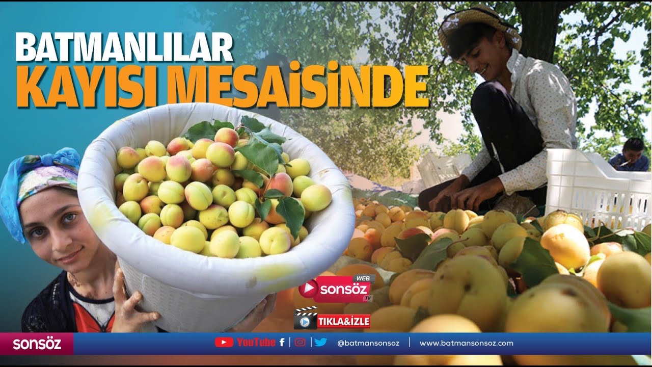 Batmanlılar kayısı mesaisinde