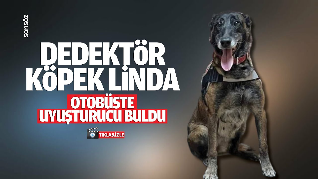 Dedekt&ouml;r k&ouml;pek Linda, otob&uuml;ste uyuşturucu buldu