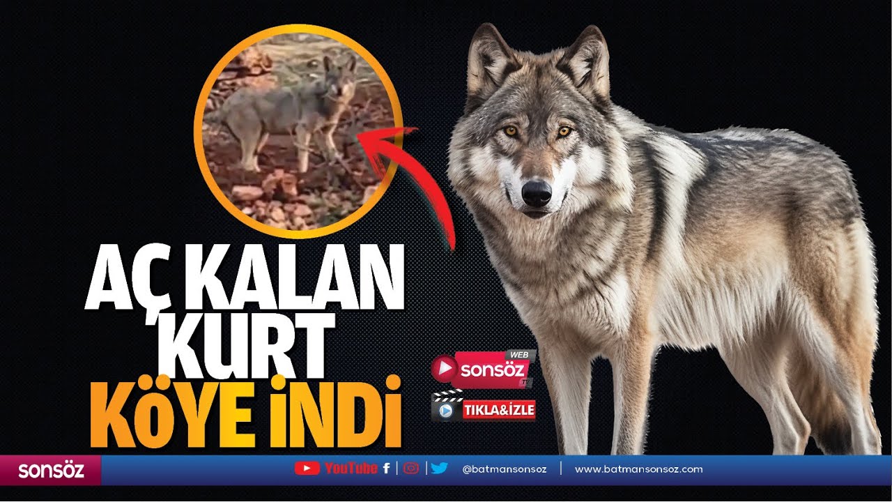 A&ccedil; kalan kurt k&ouml;ye indi