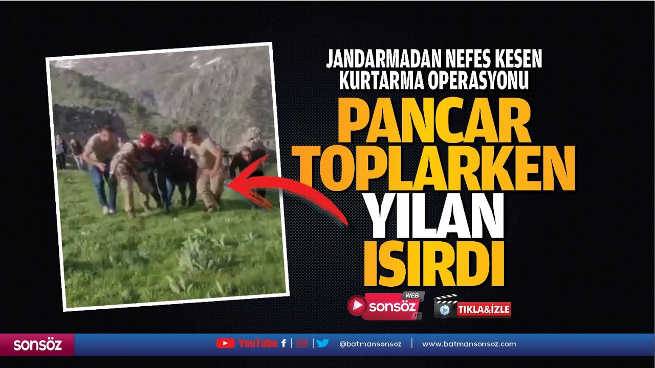 Pancar toplarken yılan ısırdı