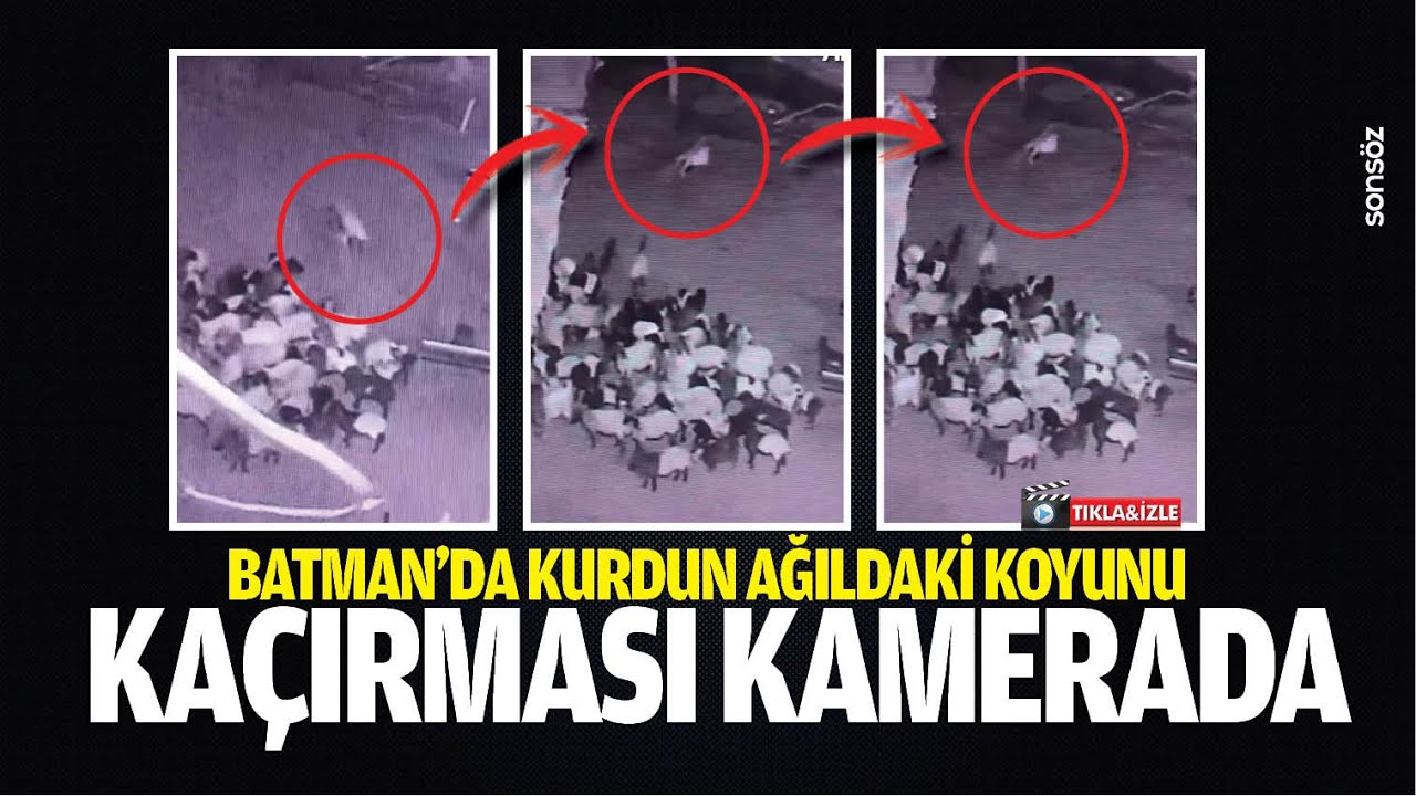 Batman'da kurdun ağıldaki koyunu ka&ccedil;ırması kamerada