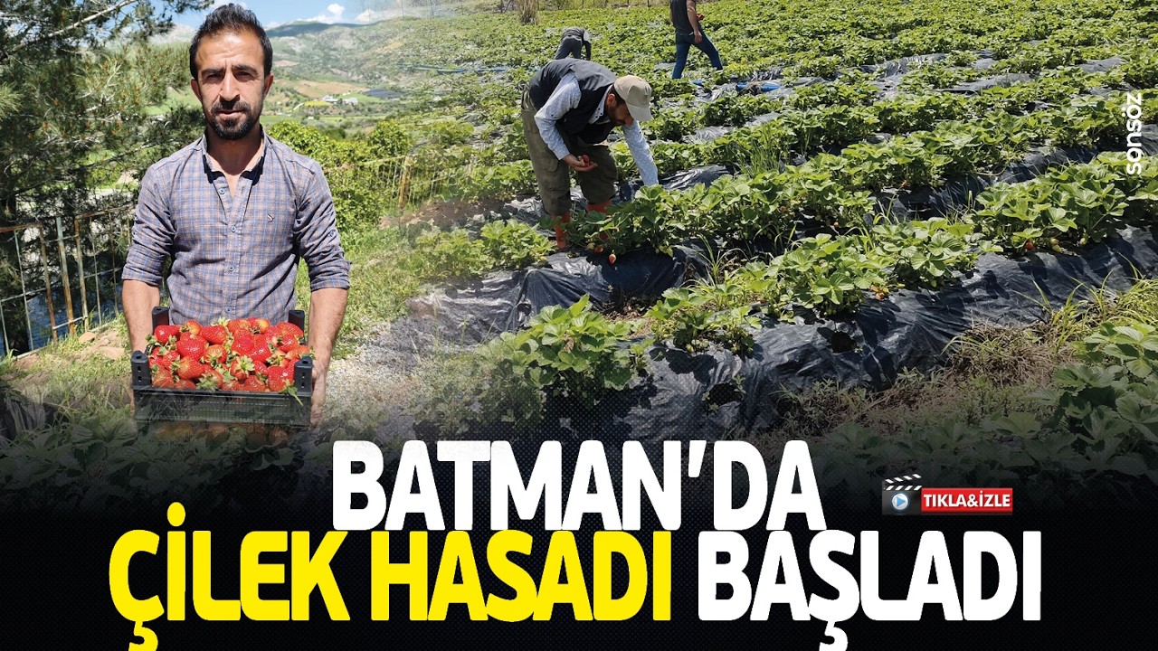 Batman&rsquo;da &ccedil;ilek hasadı başladı