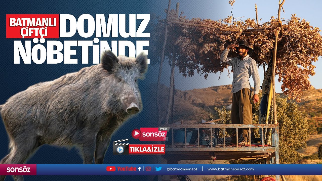 Batmanlı &Ccedil;ift&ccedil;i, domuz n&ouml;betinde