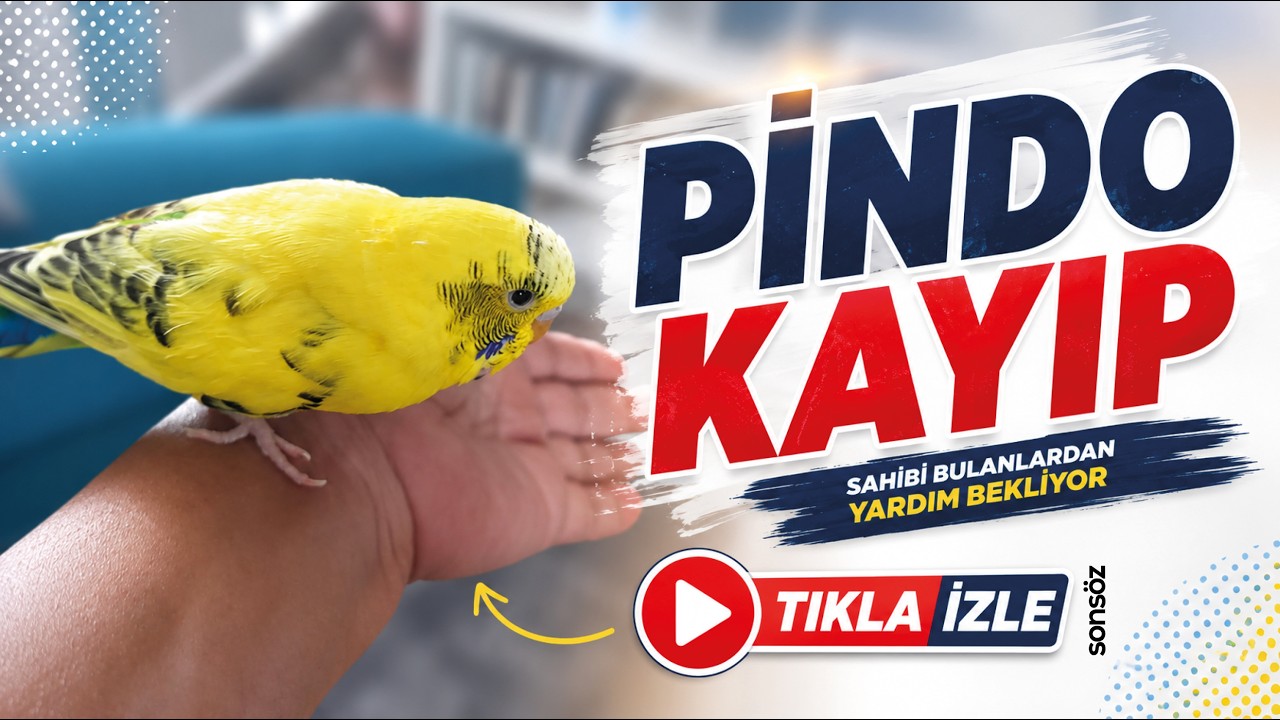 Pindo kayıp; Sahibi bulanlardan yardım bekliyor
