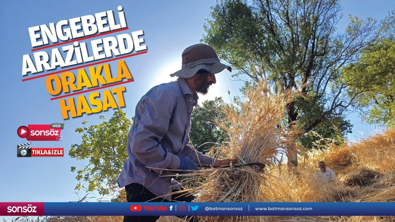 Engebeli arazilerde orakla hasat