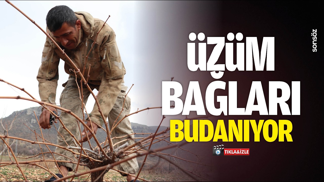 &Uuml;z&uuml;m bağları budanıyor