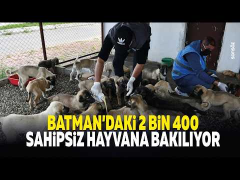 Batman'daki 2 bin 400 sahipsiz hayvana bakılıyor