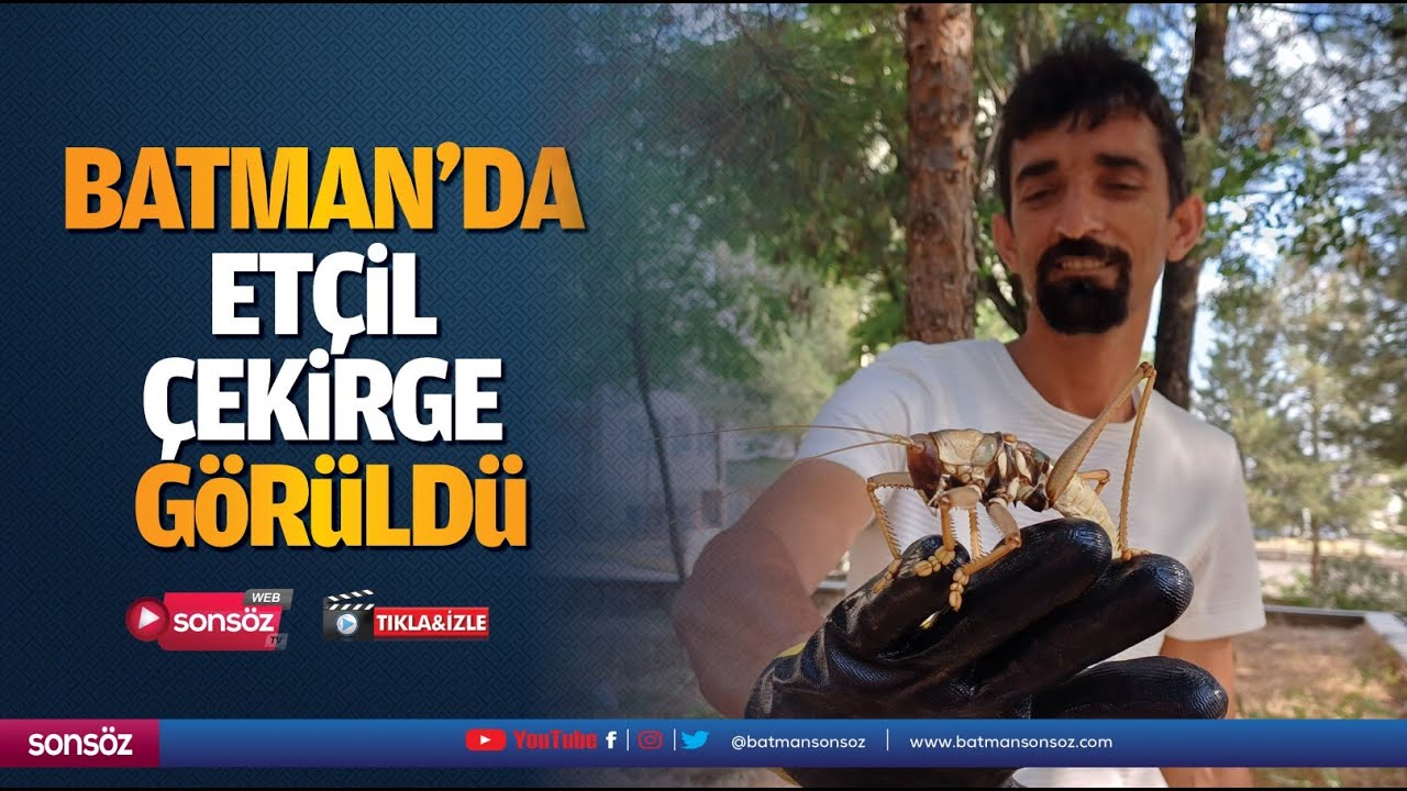 Batman'da et&ccedil;il &ccedil;ekirge g&ouml;r&uuml;ld&uuml;
