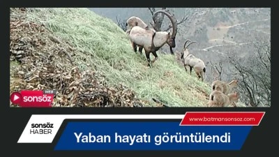 Yaban hayatı g&ouml;r&uuml;nt&uuml;lendi